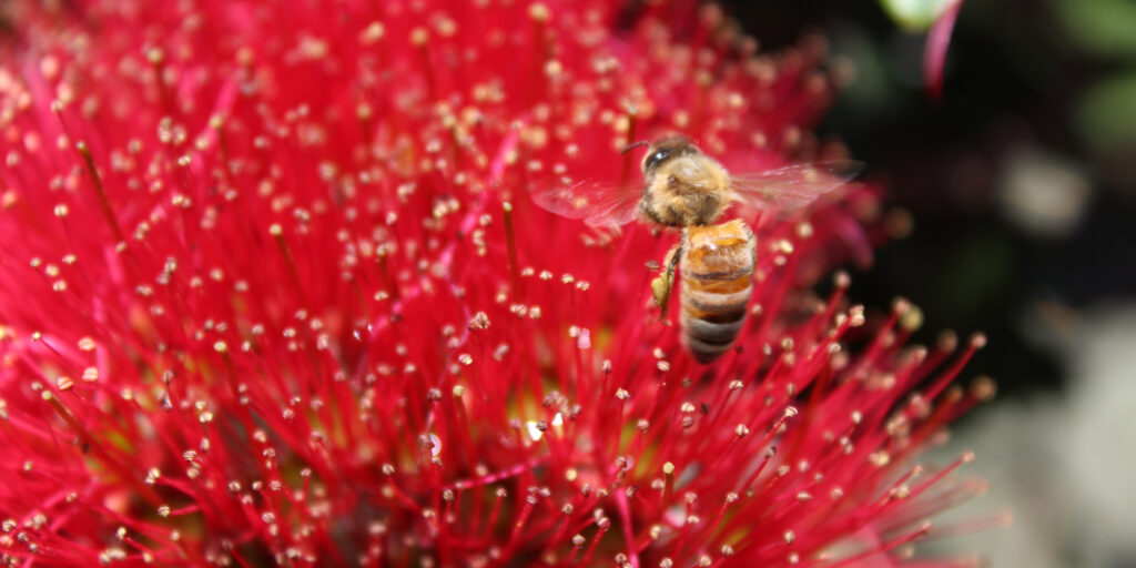 Bee on Pohutakawa Flower