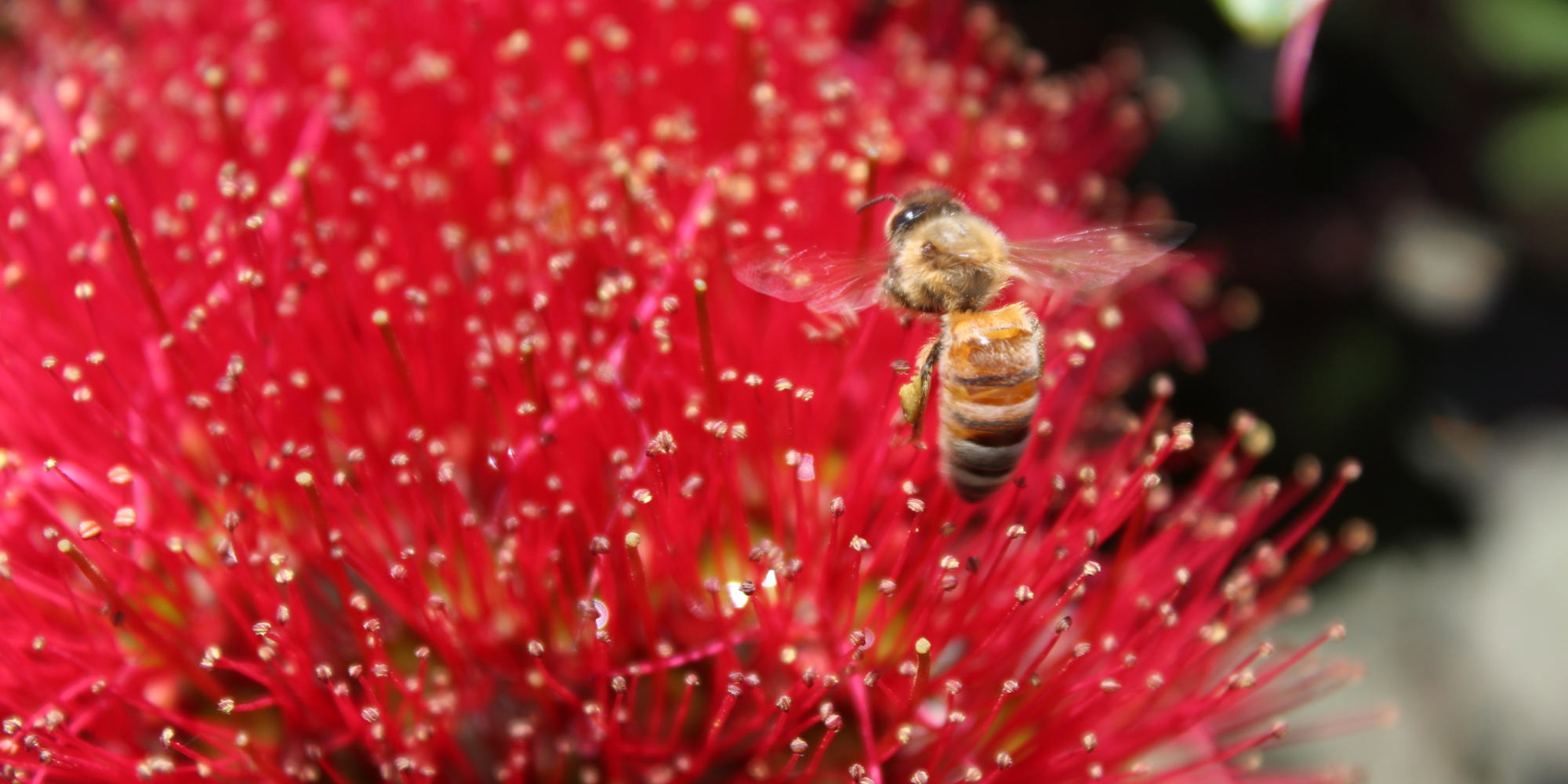 Bee on Pohutakawa Flower
