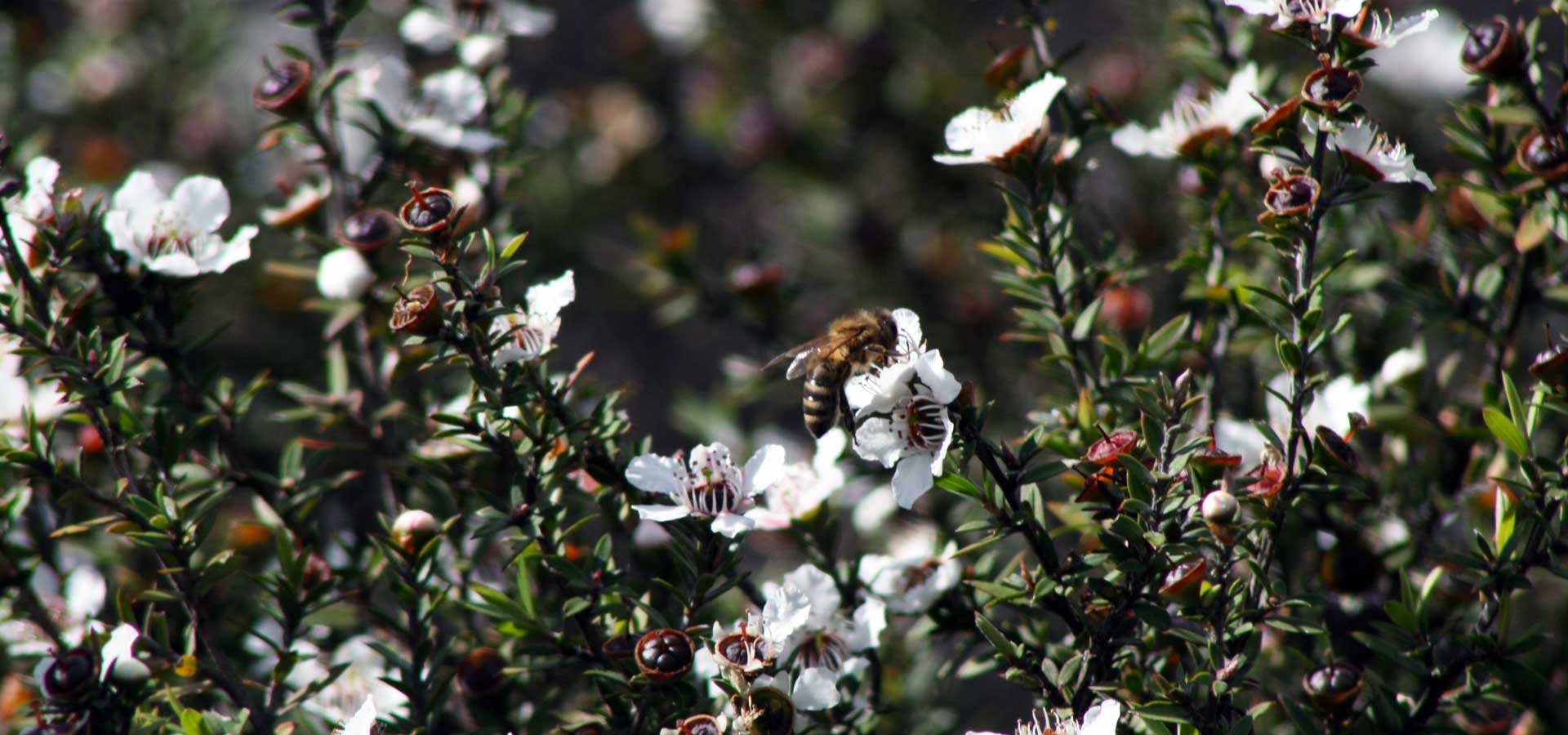 Aussie Bush Balm | Natural Australian Botanical Skin Balm - Image 8